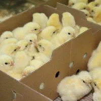 جوجه یک روزه جوجه رنگی