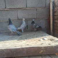 3تا سرورنر عالی|پرنده|شیراز, ارم|دیوار