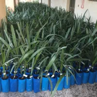 نخل پیارم ونخل مجول|خدمات باغبانی و درختکاری|مهران (ایلام), |دیوار