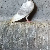 کبوتر .کفتر|پرنده|مشهد, شهرک ابوذر|دیوار