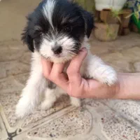 توله کوچیک