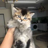 گربه بریتیش چشم زمردی سبز