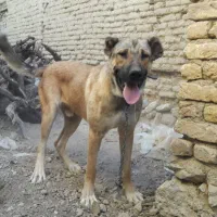 سگ سرابی