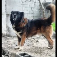 سگ قفقازی نر