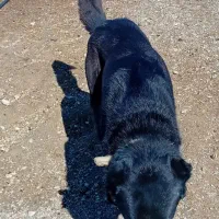 سگها|سگ|لالجین, |دیوار