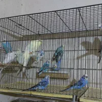 مرغ عشق بالغ