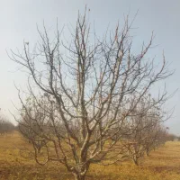 استاد کار هرس هستیم