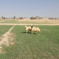 شیشک