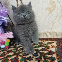 دخترو پسر اسکاتیش و بریتیش بلو|گربه|شیراز, معالیآباد|دیوار