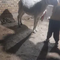 تعداد زیادی الاغ  درشت و هیکلی ماده و نر|حیوانات مزرعه|کنگاور, |دیوار