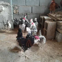 فروش ۴عددخروس گلین.نژاداصیل