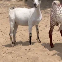 دام‌عمان