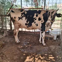 بزه گاو برای فروش برای اطلاعات بیشتر تماس بگرید|حیوانات مزرعه|مسجد سلیمان, |دیوار