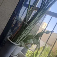 کاکتوس غول پیکر یک متری با توپ‌ ریشه پر