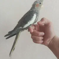 سه عدد هلندی