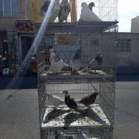 کبوتر همه رقم حراجی جمعه|پرنده|فردیس, شهرک شهید حسینی|دیوار