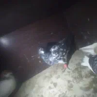 نقره|جواهرات|گناباد, |دیوار