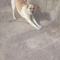 سگ گوسفندی|سگ|شیروان (خراسان), |دیوار