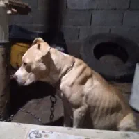 سگ پیت بول
