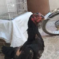 مرغ لاری