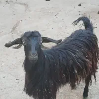 بزغاله نر