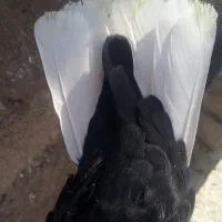 کبوتر سینه ای زاغ دم سفیدشیرازی|پرنده|کوهبنان, |دیوار