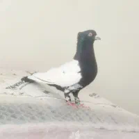 کبوترسینه‌سرخ کل دمی|پرنده|شیراز, شیخ علی چوپان|دیوار