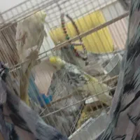 سه عدد عروس هلندی|پرنده|نیشابور, ابراهیمی|دیوار