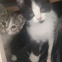 واگذاری بچه گربه