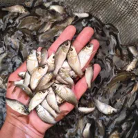 ماهی های گرمابی