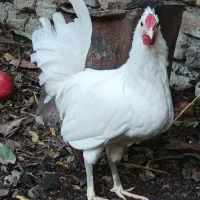 نیمچه خروس گلین|حیوانات مزرعه|رامیان, |دیوار