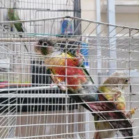 نروماده طوطی گرنچیک وملنگو|پرنده|تربت‌حیدریه, شهرک ولیعصر|دیوار