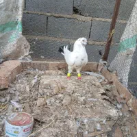 کبوتر کلدوم|پرنده|مرزیکلا, |دیوار