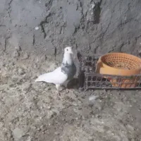 طوقی ماده|پرنده|مسجد سلیمان, |دیوار