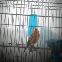 سهره قناری دهن