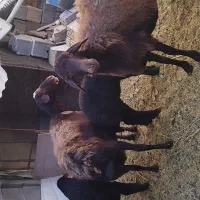 فروش میش غزل افشار