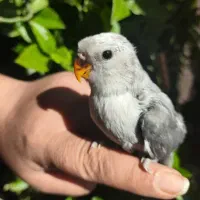 فروش کوتوله برزیلی سرلاکی