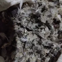 فروش کودکبوتر|خدمات باغبانی و درختکاری|ملکان, |دیوار