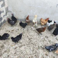 مرغ و خروس