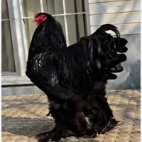 خروس برهما بلک