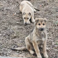 2 قلاده  توله سگ ماده نژاد دار