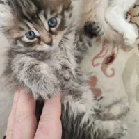 واگذاری گربه ها