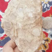 سنگ فسیل و شهاب سنگ مریخی|جواهرات|رباط‌کریم, رباط‌کریم|دیوار