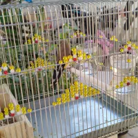 سهره|پرنده|فسا, |دیوار