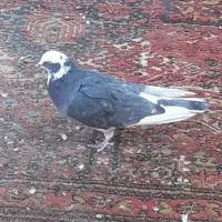 کفتر تهرونی به شرط پرش و بازی|پرنده|برخوار, |دیوار