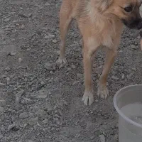 سگ پامر|سگ|زرند, |دیوار