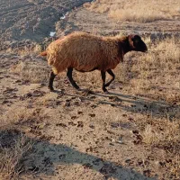 میش و بز|حیوانات مزرعه|میان جلگه, |دیوار