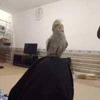 یک عروس هلندی قشنگ وسرحال|پرنده|اشنویه, |دیوار