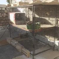 قفس نونو  درجه 1
