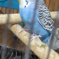 مرغ عشق وخروس